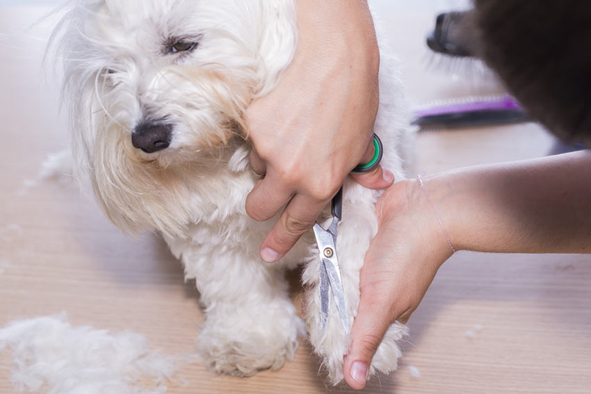 A dog having his paws groomed and clipped