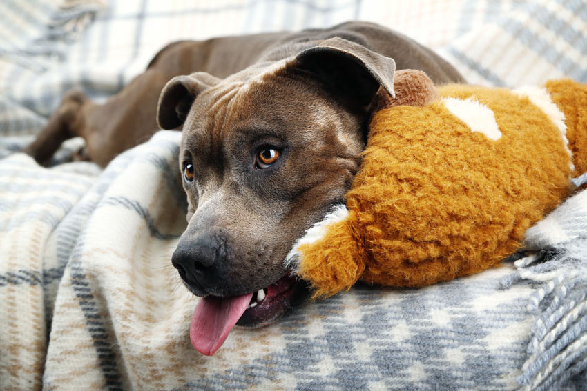 A dog lying down on the sofa testing the authority of its owner