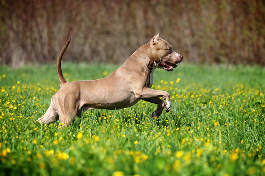 A dog running around the open fields using its incredible sense of smell