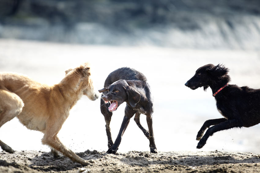 Why Does My Dog Hate Dogs