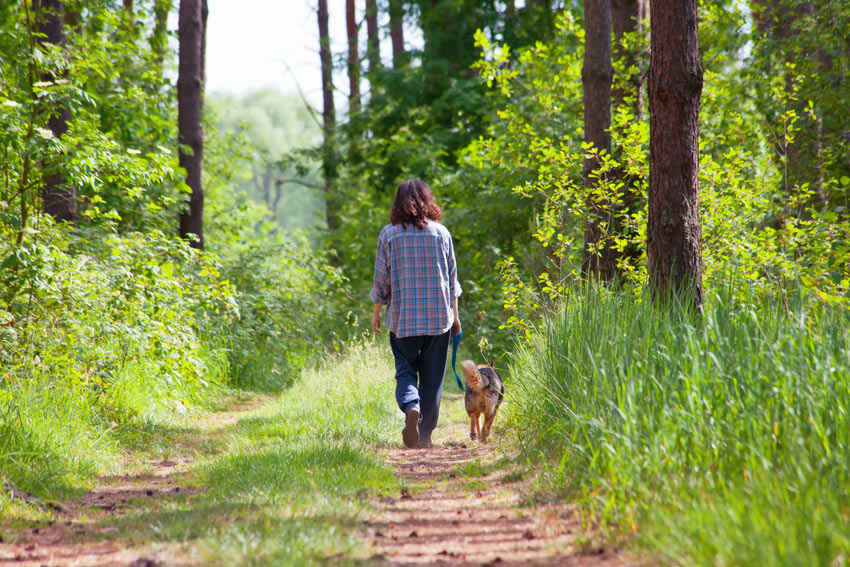 Dog-Dog_Guide-A_dog_walk_in_the_woods.jpg