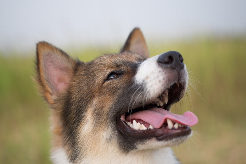 A dog with a healthy looking nose