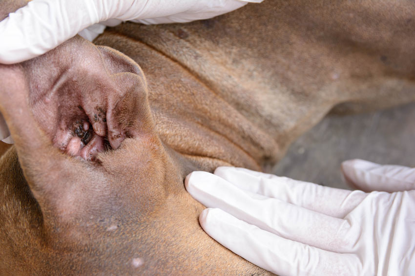 A dog with a small amount of ear wax