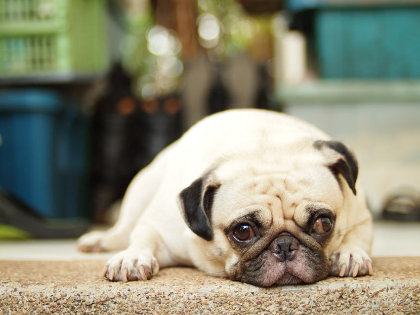 A guilty looking Pug lying down on the kitchen floor