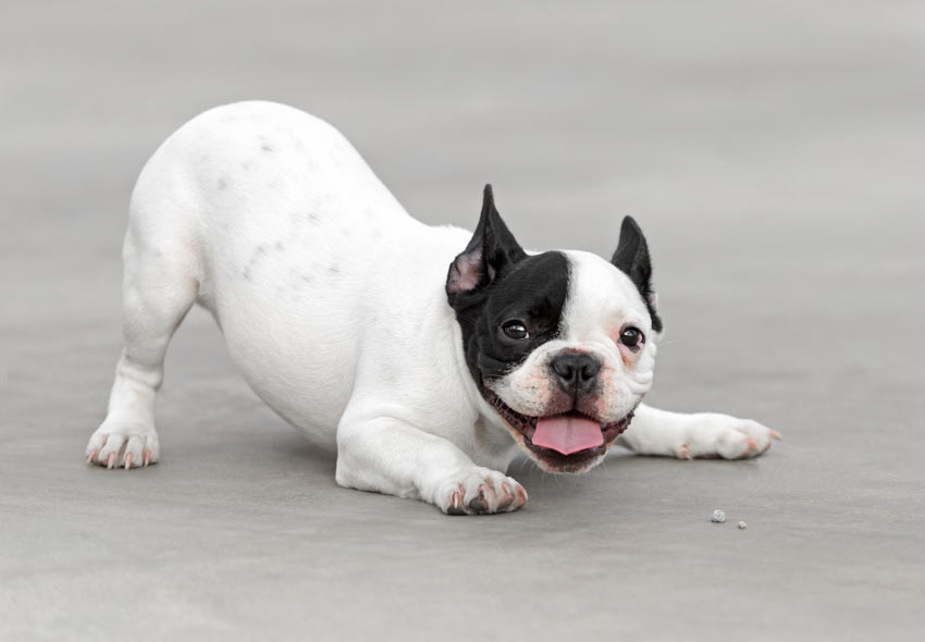 A happy and playful posture of a dog