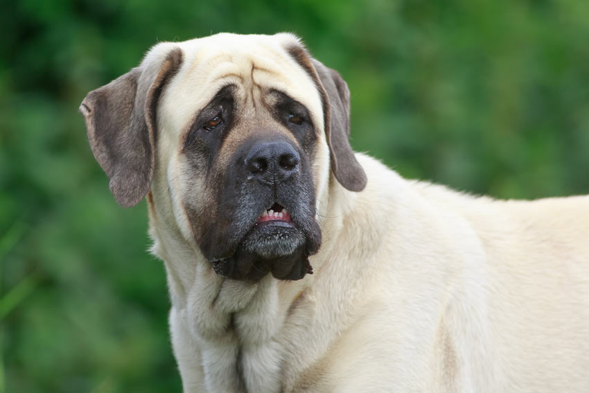 A healthy adult Mastiff with an amazing light coloured coat