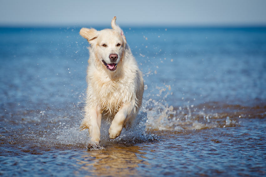 golden retriever breathing problems how can you tell if your is overweight daily care of a dogs guide golden retriever breathing problems how can you tell if your is overweight daily care of a dogs guide