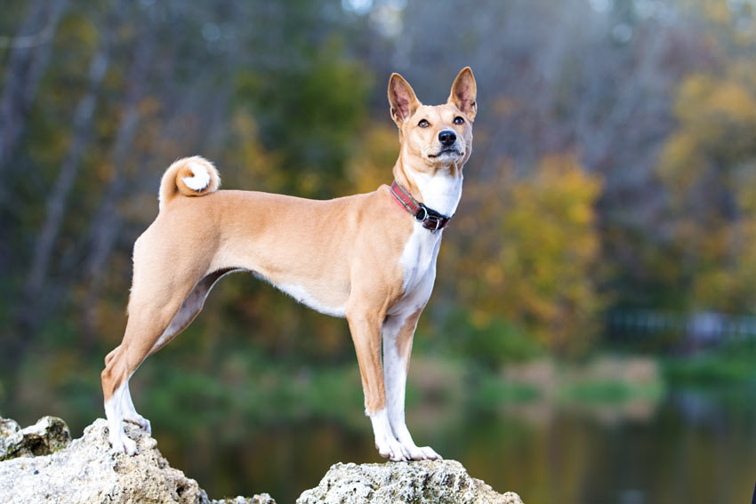 7 best hypoallergenic dogs choosing the right dog for