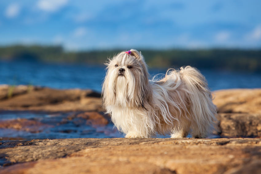 A hypoallergenic Shih Tzu with an incredible long white coat and short legs