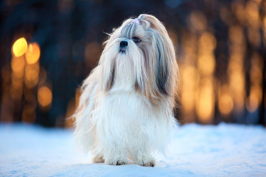 coats for shih tzu how to groom your s coat general hygiene dogs guide omlet uk coats for shih tzu how to groom your s coat general hygiene dogs guide omlet uk