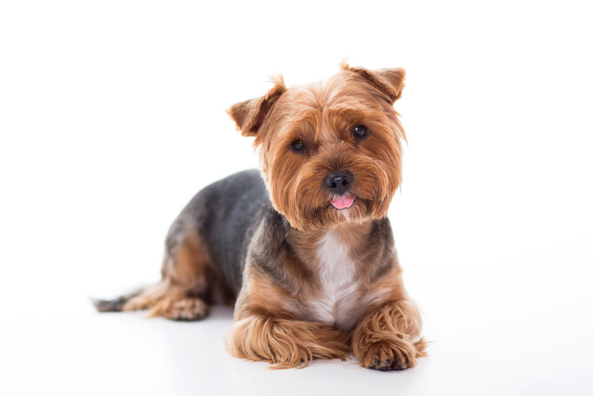 A lovely little Yorkshire Terrier Toy Dog