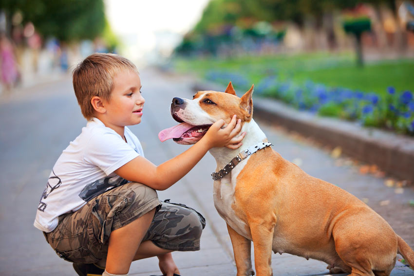 A lovely little dog sitting with a young boy