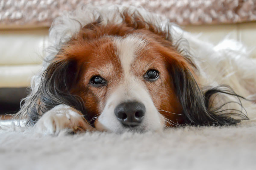 A lovely young spaniel resting its head on the carpet