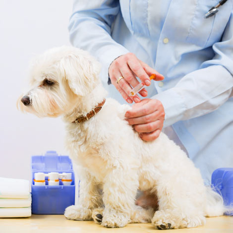 A maltese pup getting its vaccinations