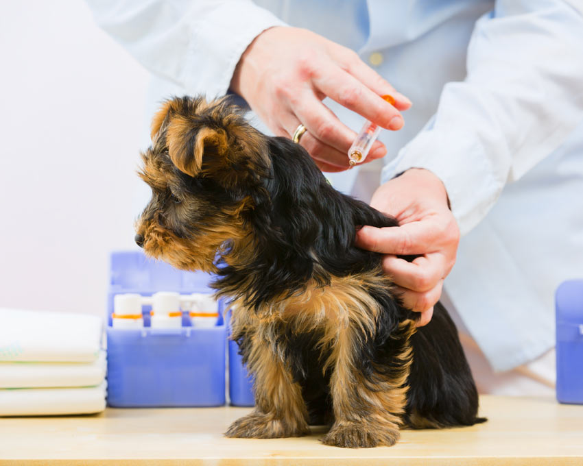 at what age should puppies get their first shots