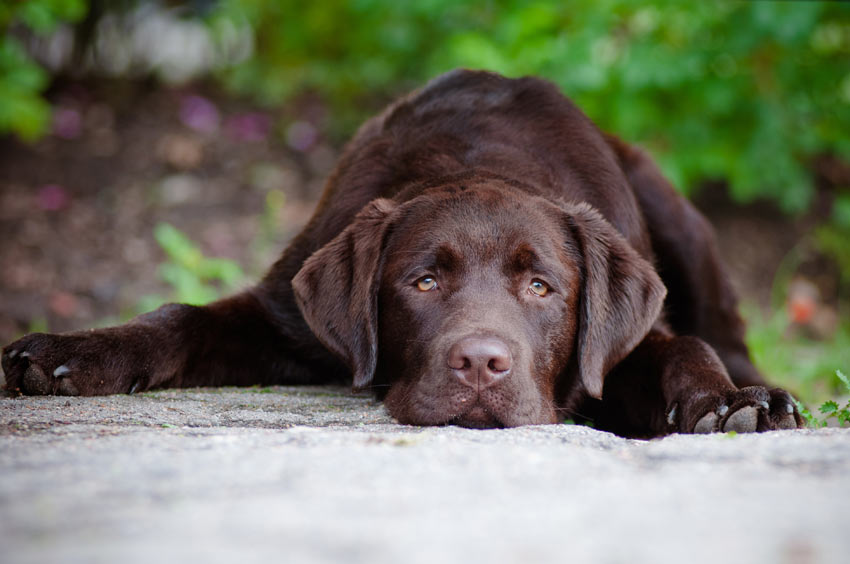 A very sad looking chocolate Labrador puppy