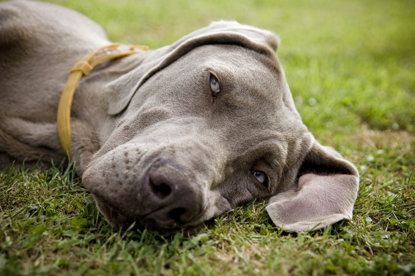 A very tired Weimaraner resting his head on the grass