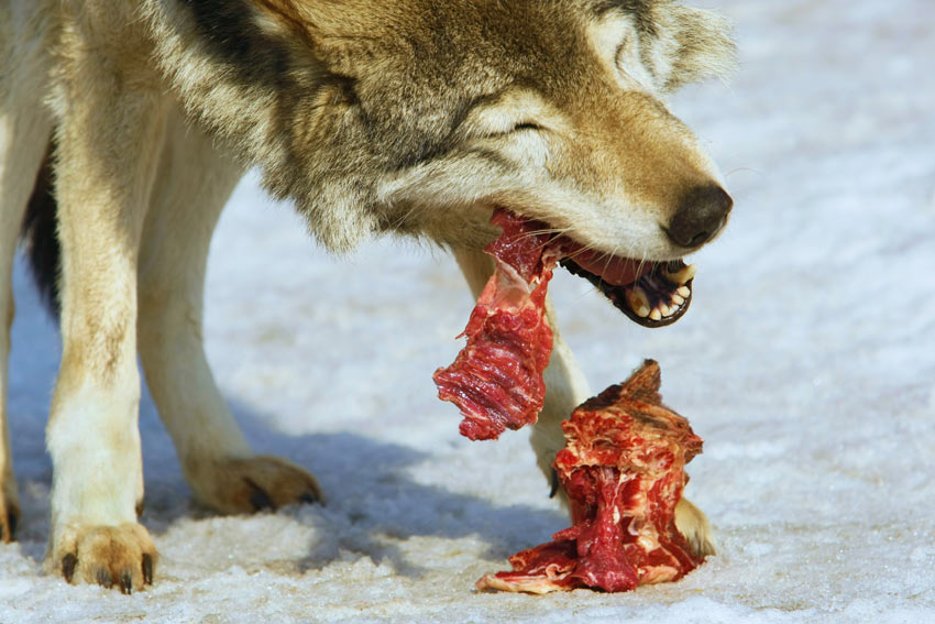 are dogs able to eat raw meat