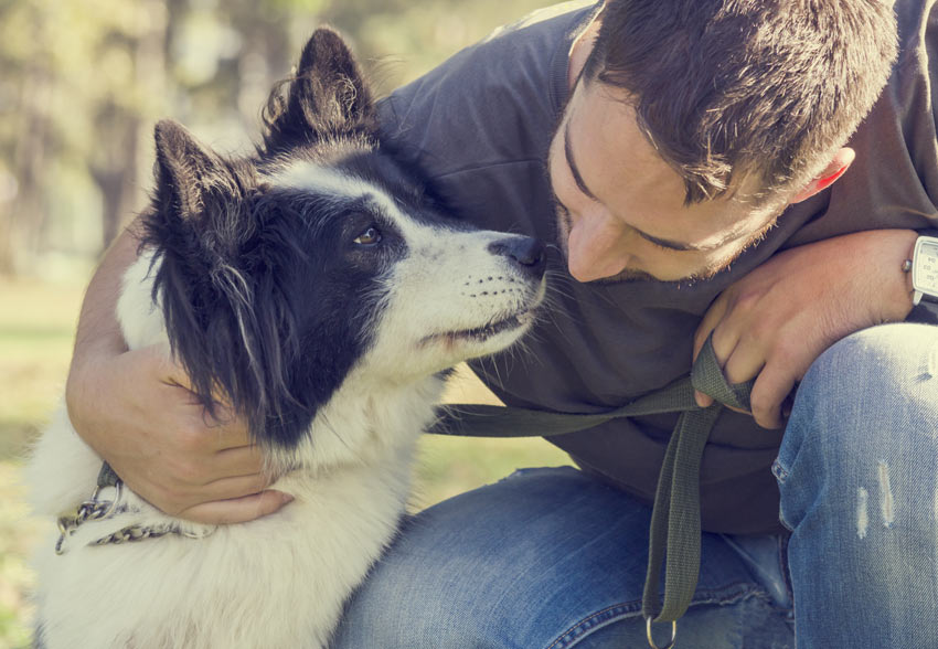 A wonderful and intelligent Collie enjoying its owners company