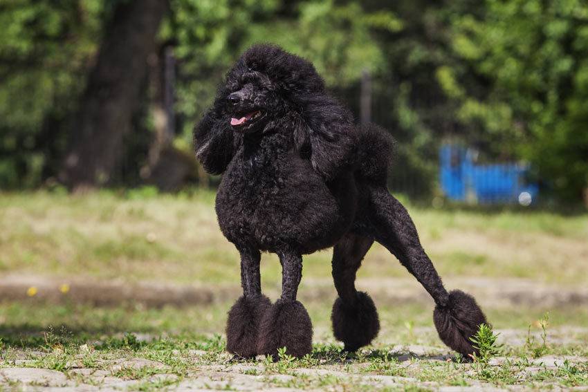 A wonderful black coated Poodle perfect for those with allergies
