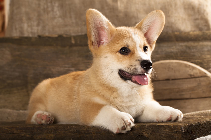 A wonderful little Cardigan Welsh Corgi puppy lying down on a bench