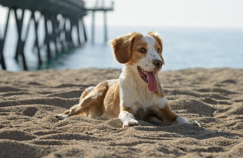 A young Brittany lying down on the sand on a beach