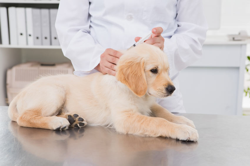 A young Labrador puppy having its vaccinations at the vets