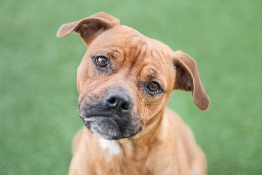 A young Staffordshire Bull Terrier shaking its head