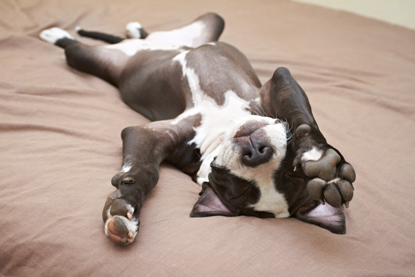 Why Do Dogs Yelp When Sleeping? | FAQs | Dogs | Guide ...