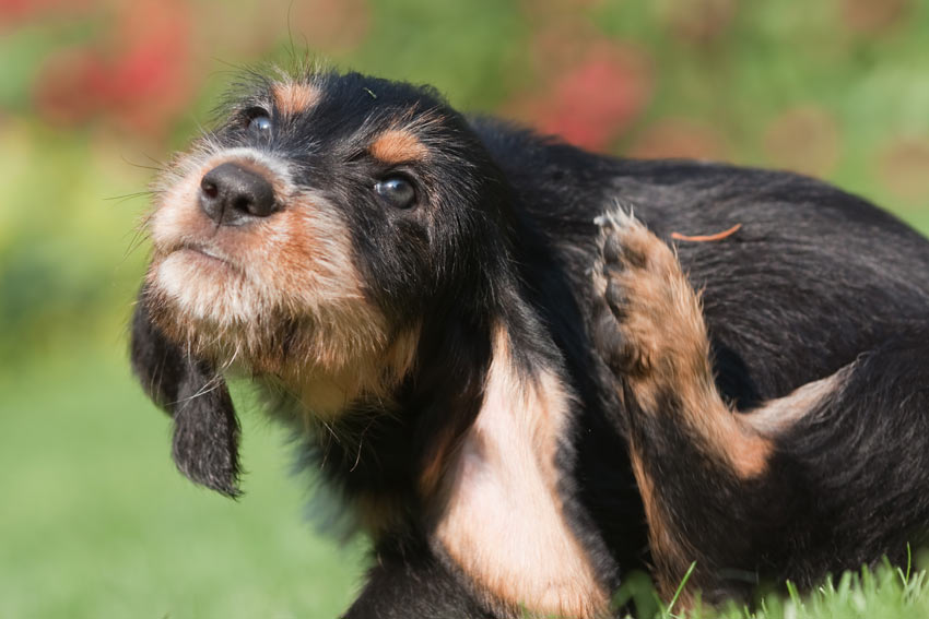 A young wire coated terrier itching its coat