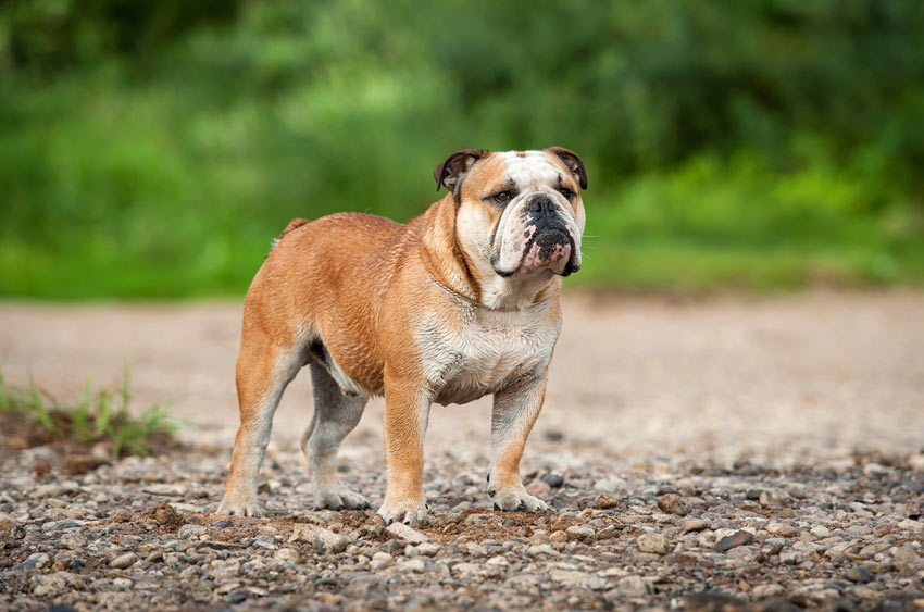 An English Bulldog standing tall and strong