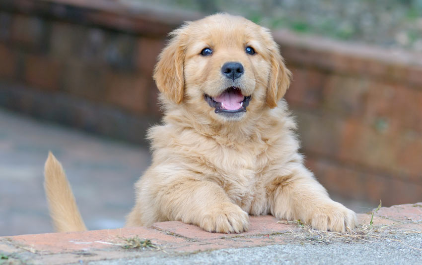 cost of owning a golden retriever how much does owning a cost should you get a dogs guide omlet uk cost of owning a golden retriever how much does owning a cost should you get a dogs guide omlet uk