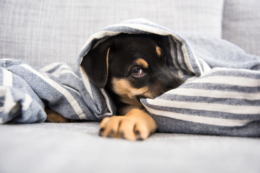 An adorable little crossbreed puppy laying down in its bed