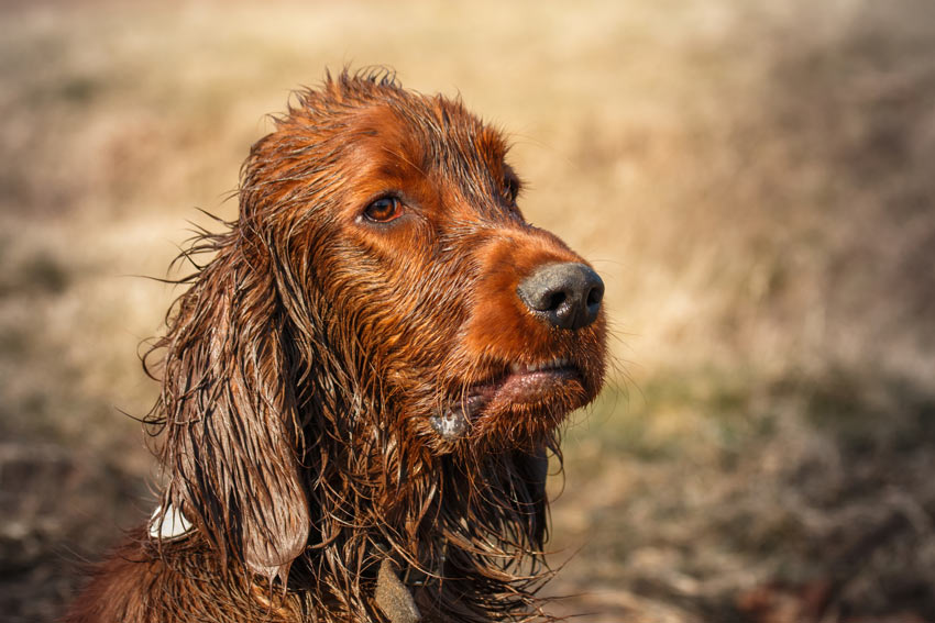 An exciting dog walk allows your dog to find a big muddy puddle