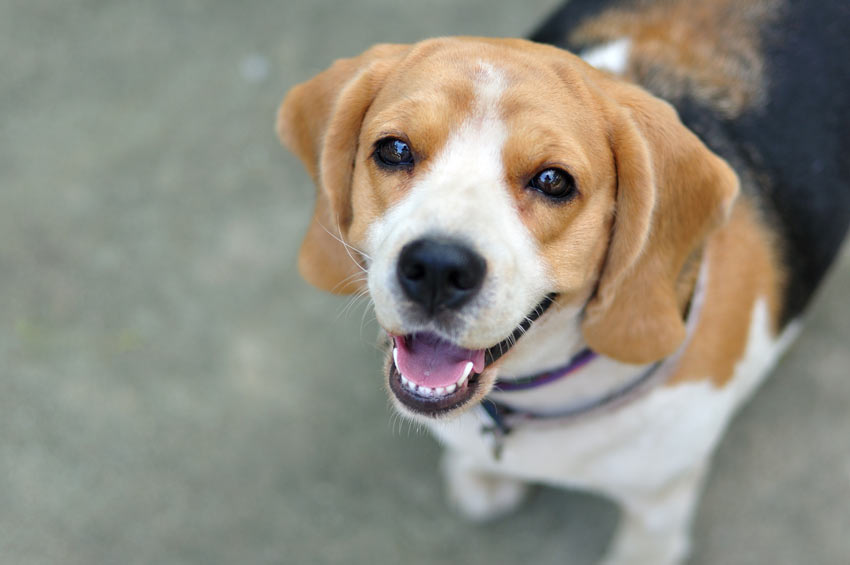 An obedient Beagle looking up