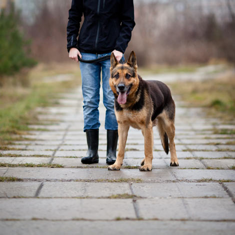 An obedient German Shepherd on the lead