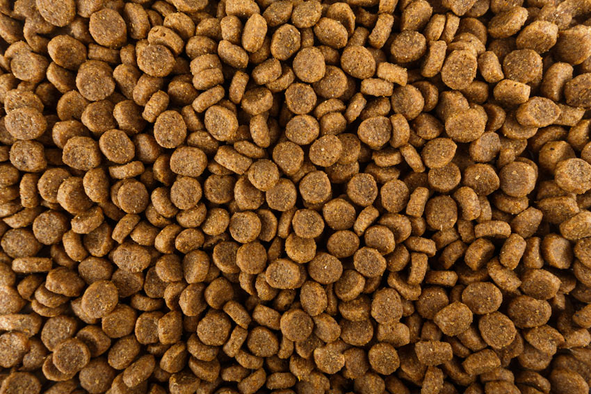 Choosing The Right Dog Food For Your Dog Daily Care Of A Dog Dogs