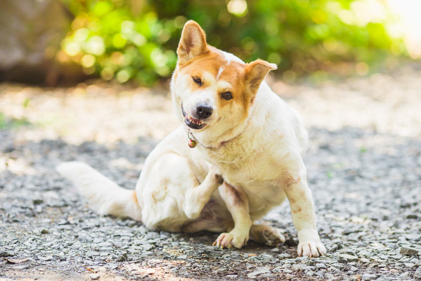 If your dog is scratching a lot it might well have fleas