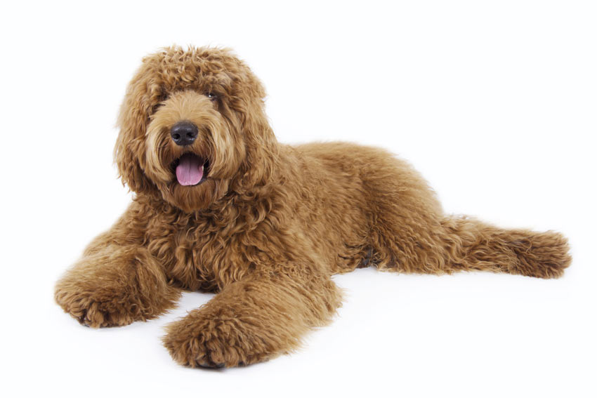 crossbreed dogs should i get a pedigree or a crossbreed choosing the right for you dogs crossbreed dogs should i get a pedigree or a crossbreed choosing the right for you dogs