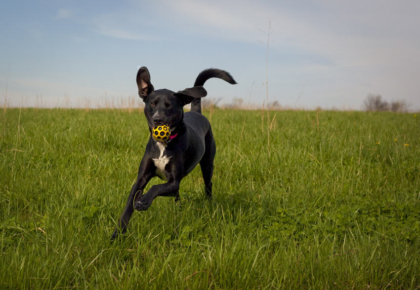 Letting a dog off the lead allows him to get more exercise