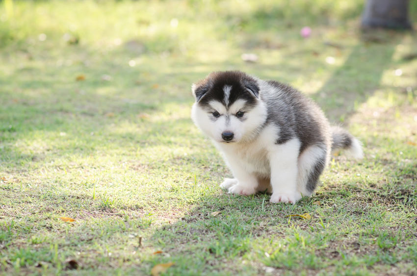 Teaching a puppy to go to the toilet outside