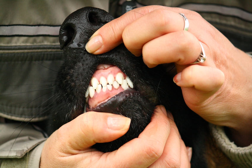 The healthy pink gums of a dog