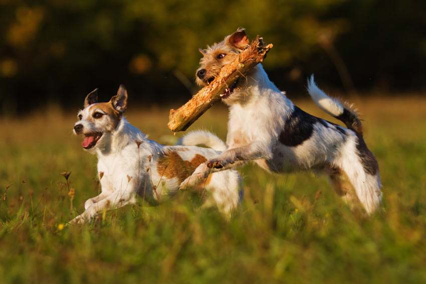 Two Terriers getting a lot of exercise retrieving sticks