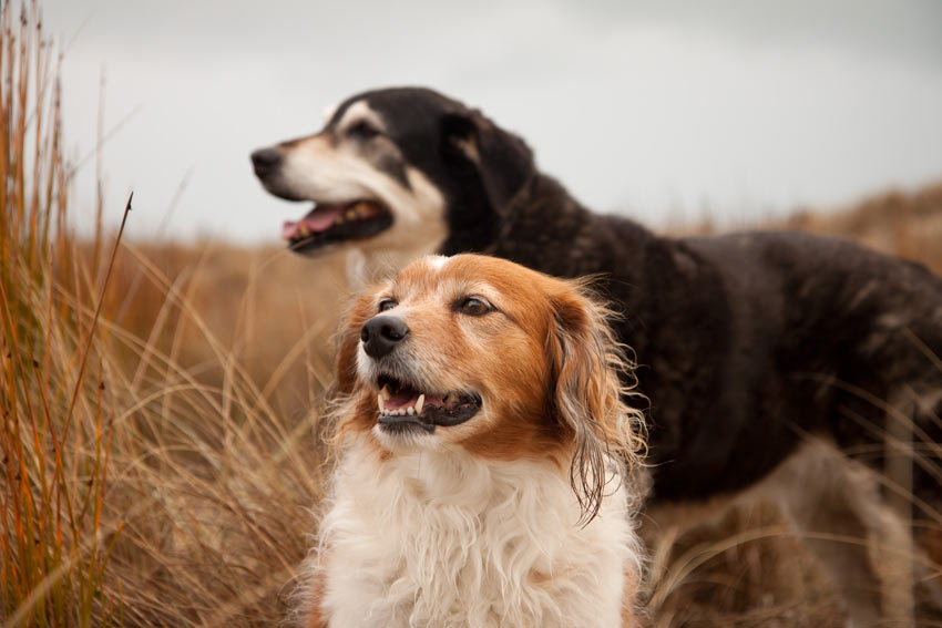 how do dogs mate how do dogs mate faqs dogs guide omlet uk how do dogs mate how do dogs mate faqs dogs guide omlet uk