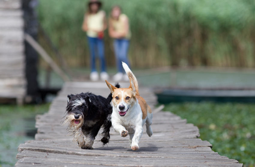 Two dogs playing together with their owners supervising