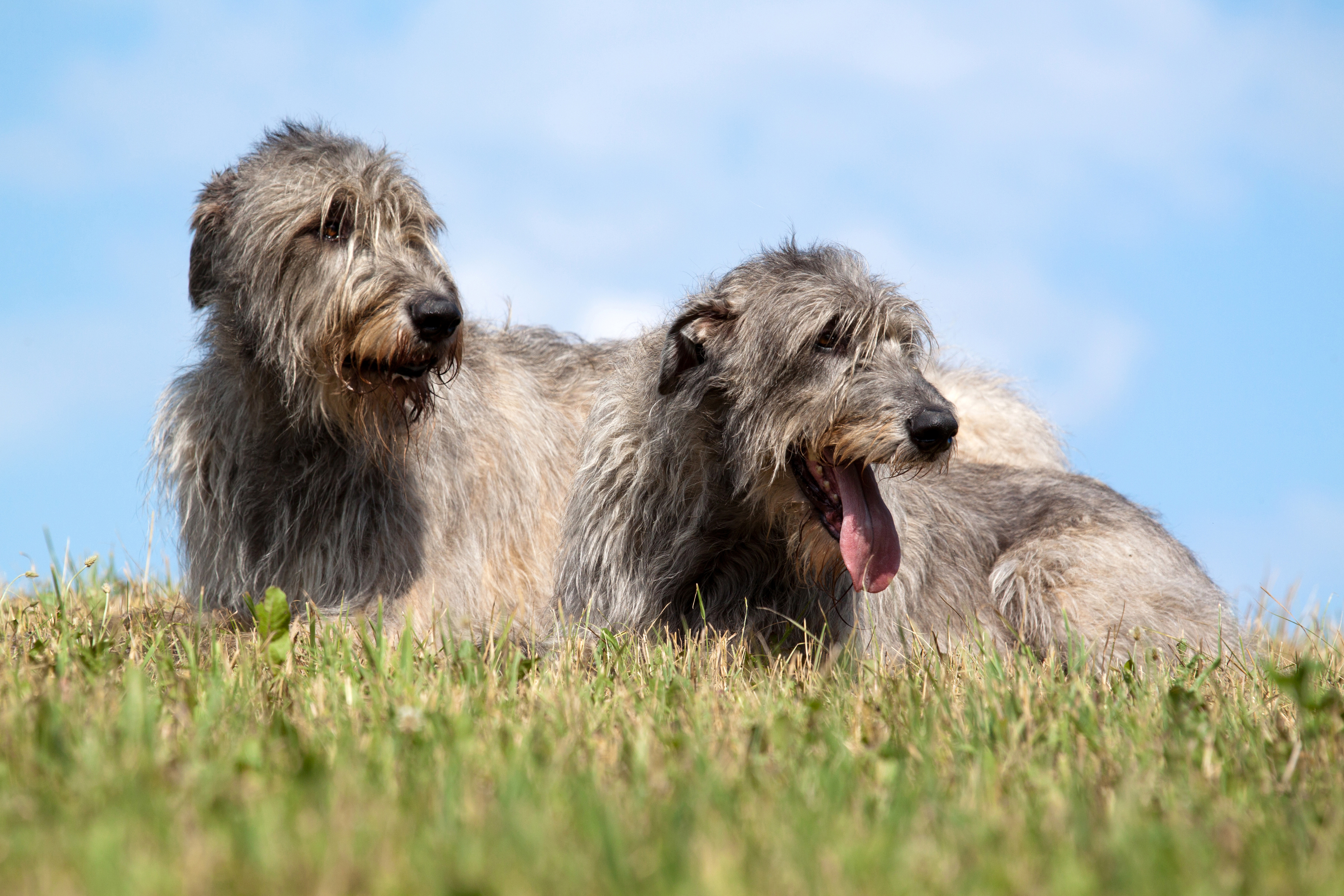 Two Irish wolfhounds outside