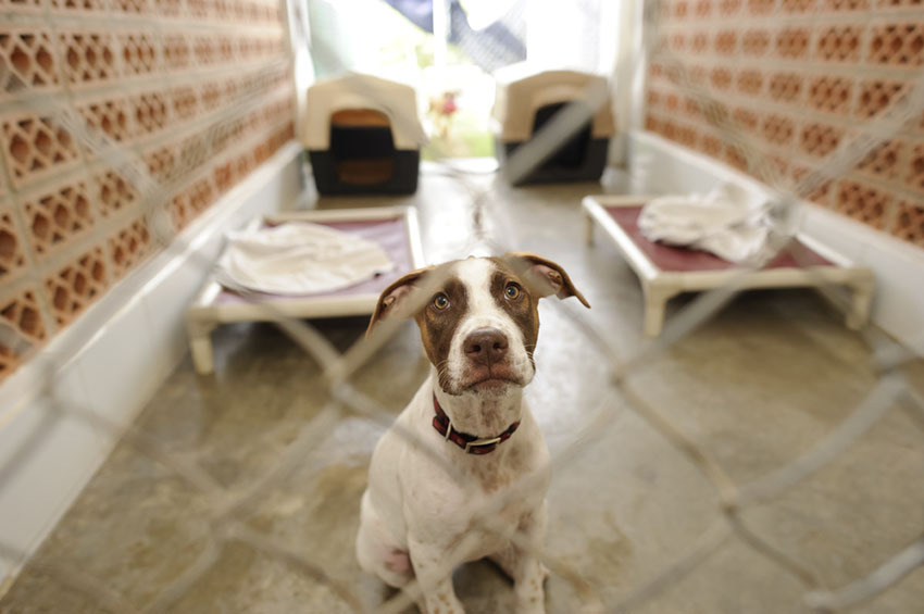 Dog Kennels vacation