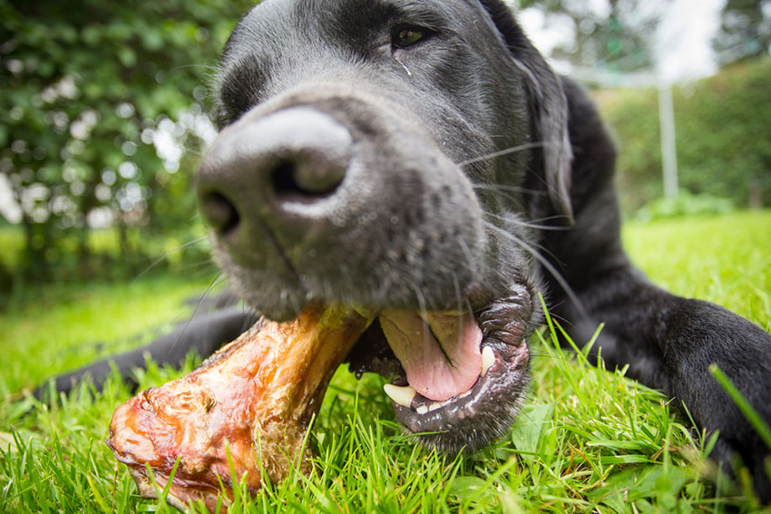 Dog and bone on lawn
