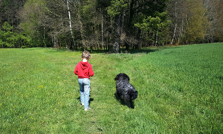 Dog and boy on dog walk in countryside