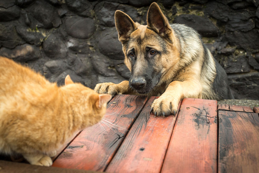 Introducing a Dog to a Cat Choosing The Right Dog For You Dogs Guide Omlet US